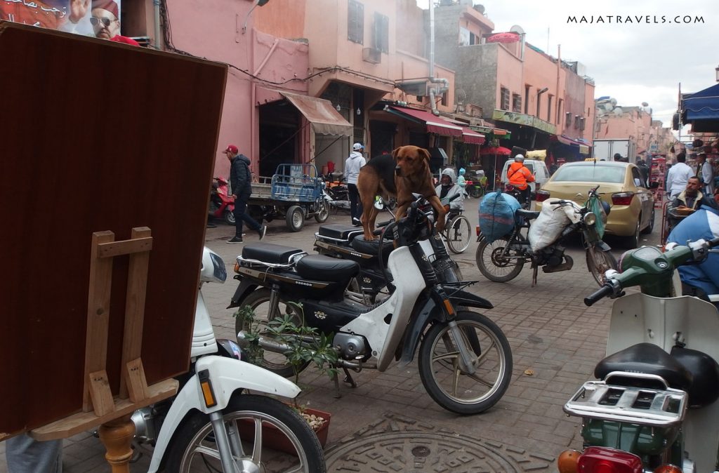 dog in marrakech