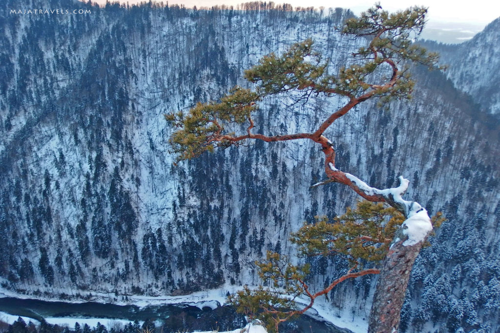 sokolica tree, pieniny mountains