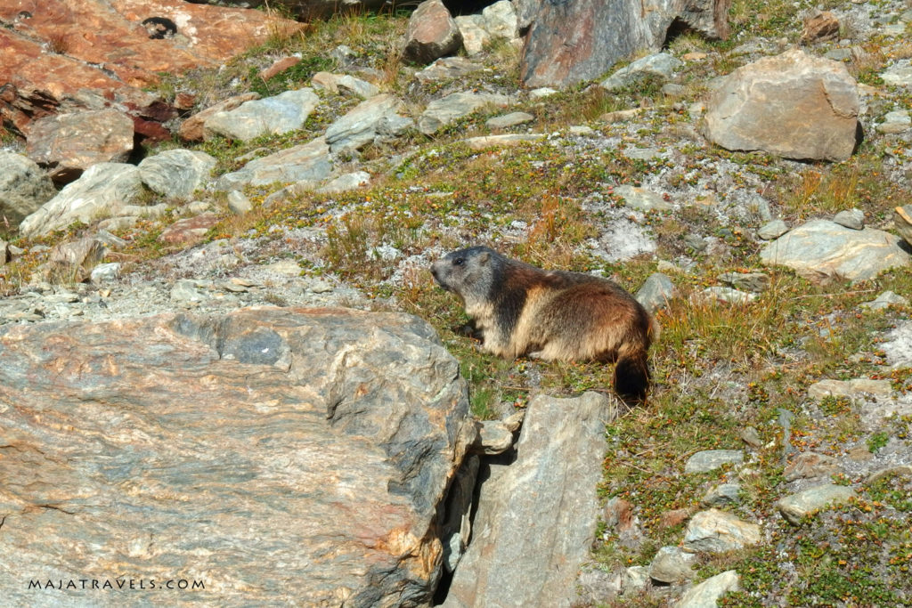 marmot