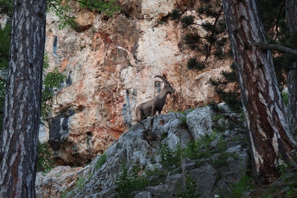 hohe wand chamois