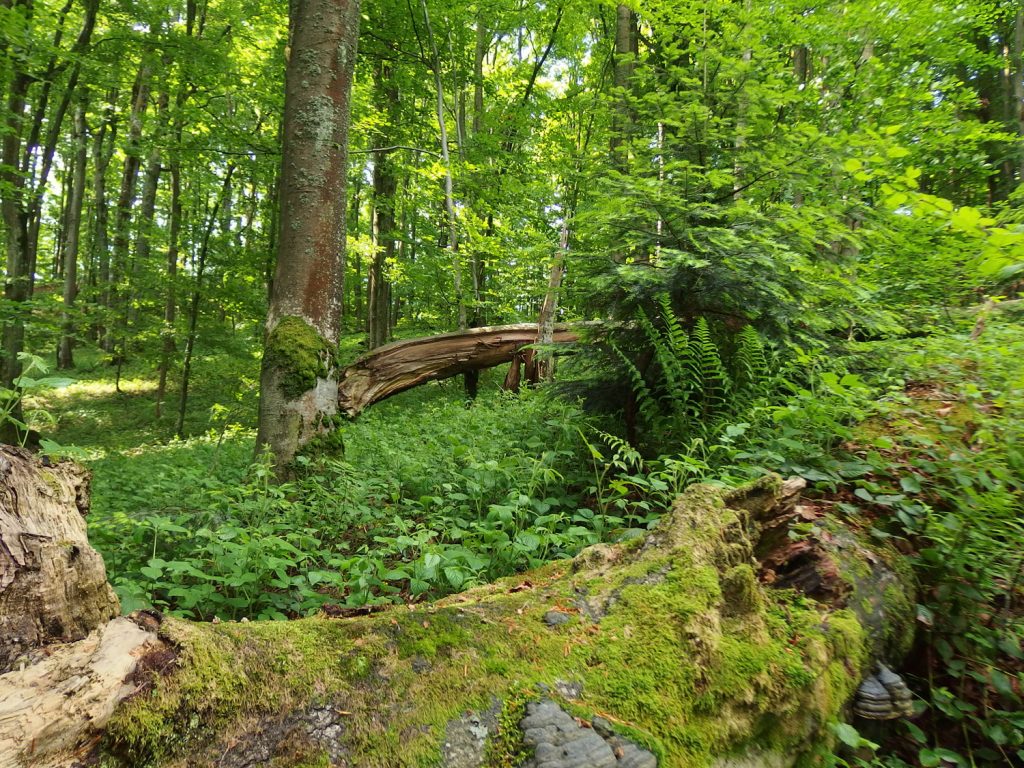 bieszczady mountains