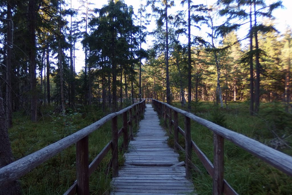 peat bog poland