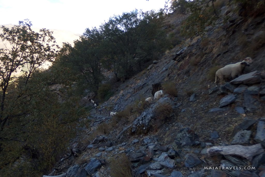 vereda de la estrella sierra nevada