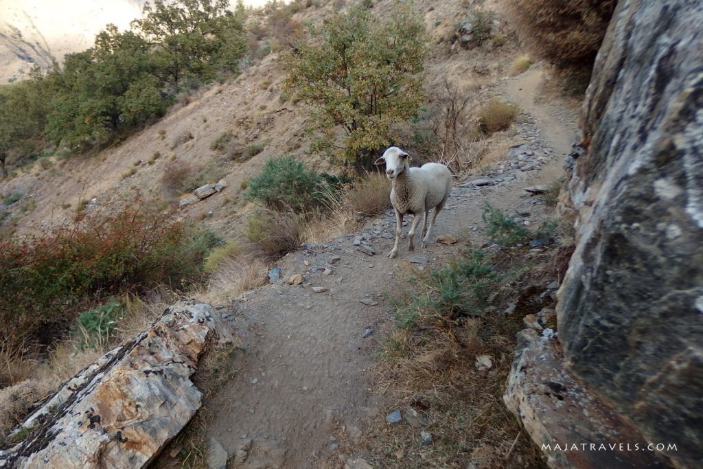 vereda de la estrella sierra nevada