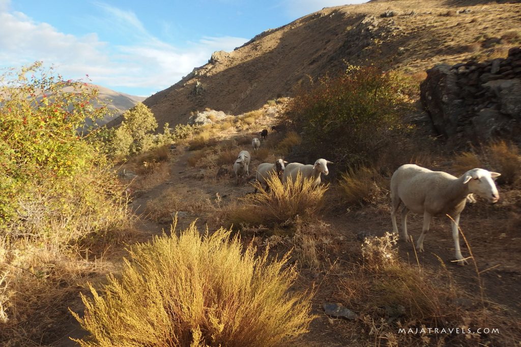 vereda de la estrella sierra nevada