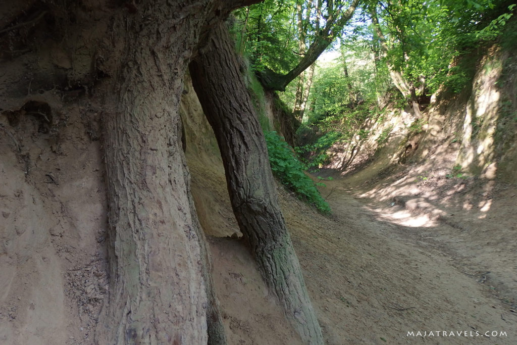 loess gully kazimierz dolny