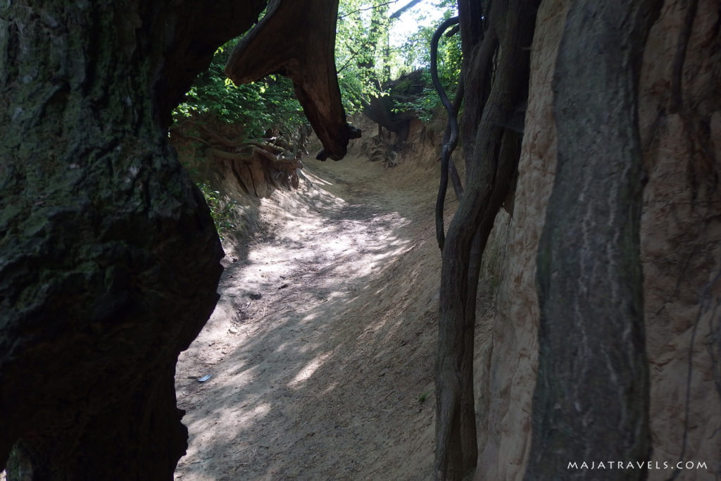 loess gully kazimierz dolny