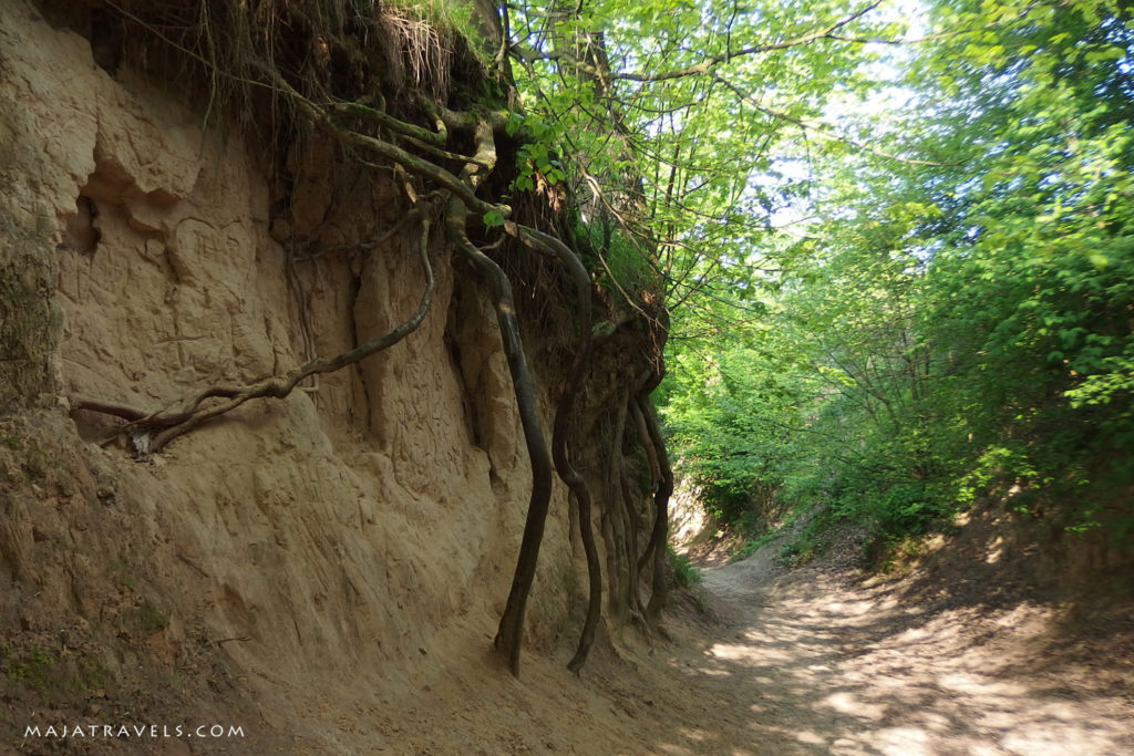 loess gully kazimierz dolny