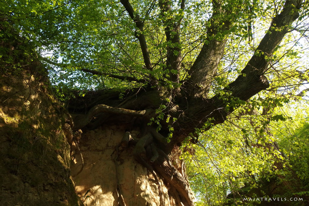 loess gully kazimierz dolny