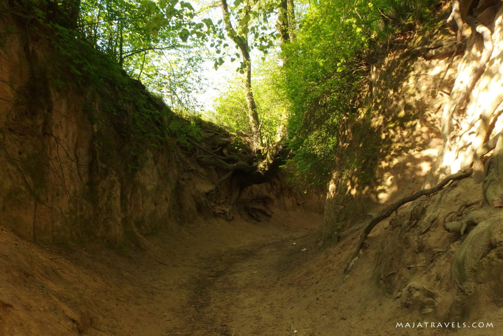 loess gully kazimierz dolny