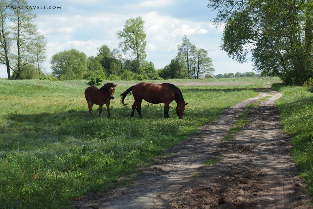 by bicycle from kazimierz dolny to opole lubelskie