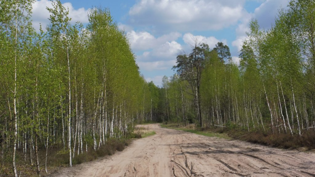 nadbużański szlak rowerowy, las