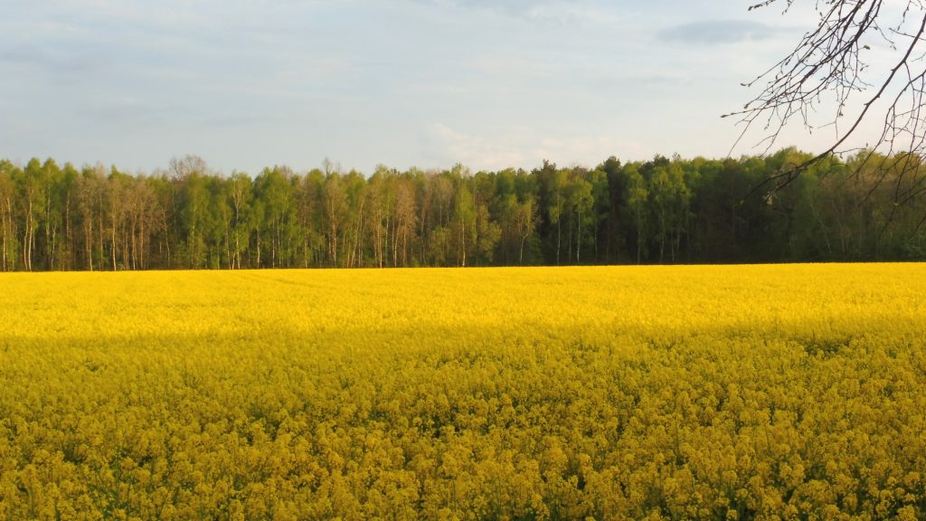 nadbużański szlak rowerowa, pole rzepaku