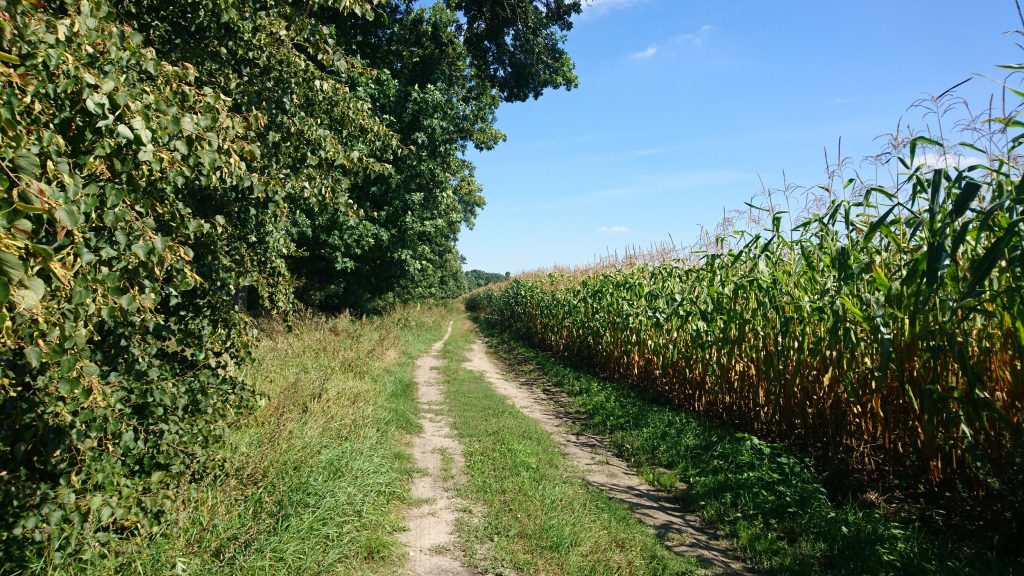 nadbużański szlak rowerowy, droga polna, kukurydza