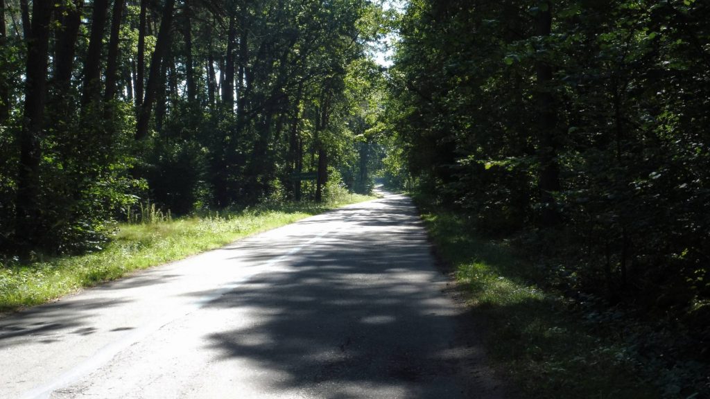 leśna asfaltowa droga, nadbużański szlak rowerowy