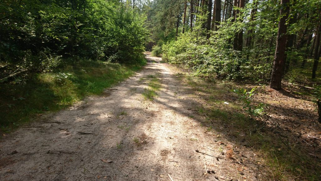 droga leśna, nadbużański szlak rowerowy