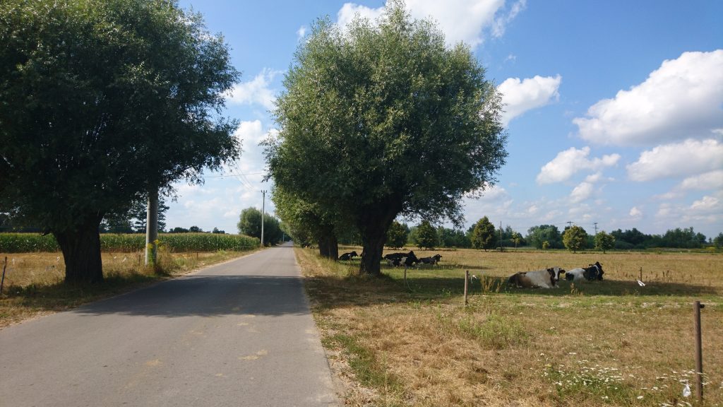 wzdłuż rzeki rządza trasa rowerowa