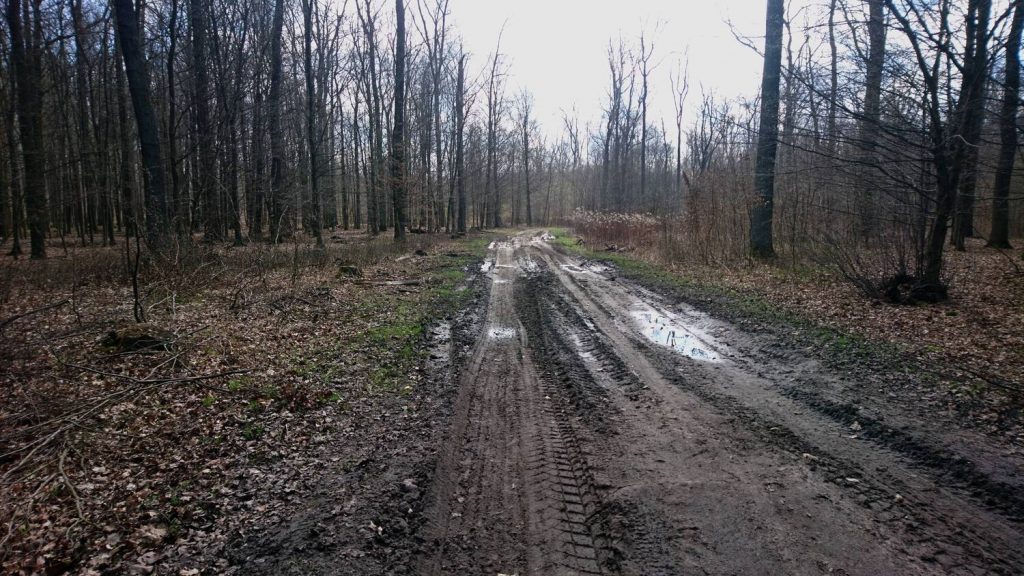 turoń bicycle trail - forest close to kątna