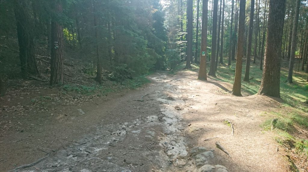 bike trail in forest