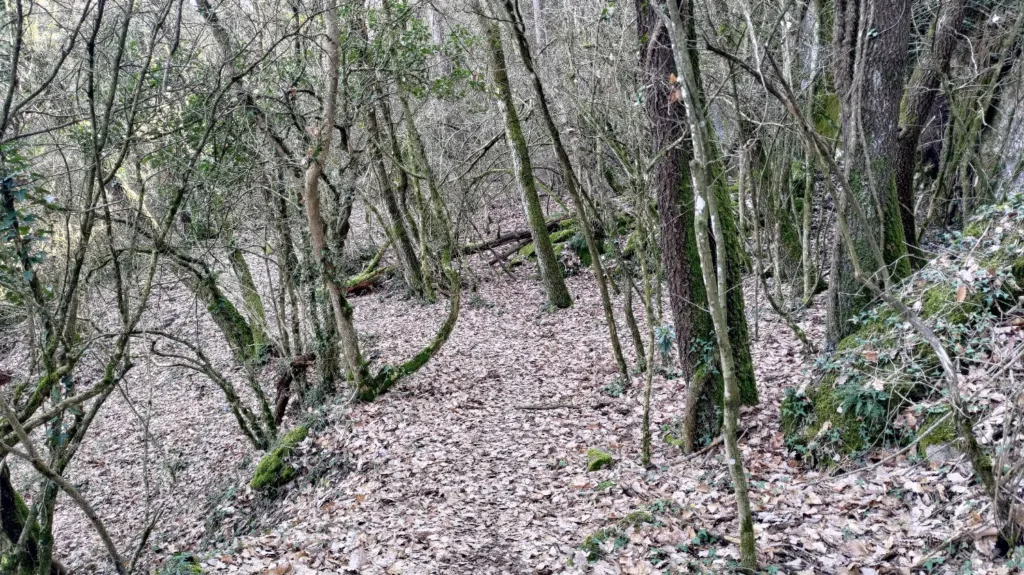 Access road to Molinot enduro trail